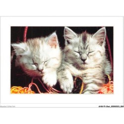 AHWP1-0043 - CHAT - pattes de velours - photo zefa