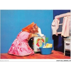 AHWP1-0087 - CHAT - chat habillé faisant la lessive