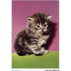 AHWP1-0068 - CHAT - chaton