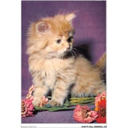 AHWP1-0067 - CHAT - chaton