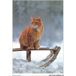 AHWP1-0057 - CHAT - chat dans la glace