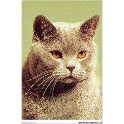 AHWP1-0052 - CHAT