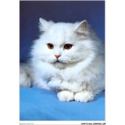 AHWP1-0055 - CHAT - perserkatze weiss - chat persan blanc