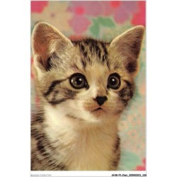 AHWP1-0064 - CHAT - chaton gris tacheté de noir