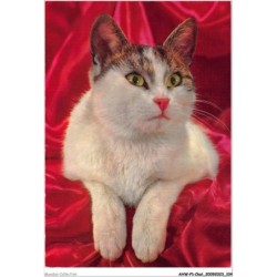 AHWP1-0053 - CHAT