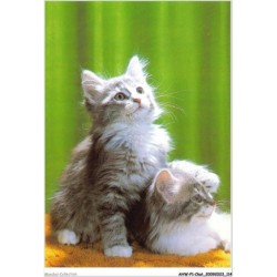 AHWP1-0058 - CHAT - deux chats blanc