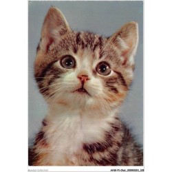 AHWP1-0065 - CHAT - chaton gris tacheté de noir