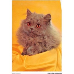 AHWP1-0072 - CHAT - chaton