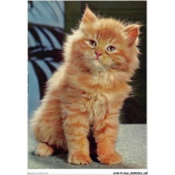 AHWP1-0070 - CHAT - chaton