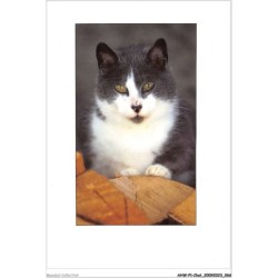 AHWP1-0034 - CHAT - photographie fabien delairon
