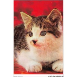AHWP1-0062 - CHAT