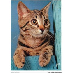 AHWP1-0074 - CHAT - chiens et chats nos amis