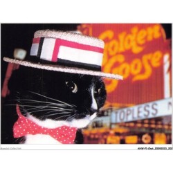 AHWP1-0102 - CHAT - top cat - published by the cat empire - michael weigall