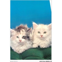 AHWP1-0071 - CHAT - pity et zouzou