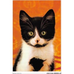 AHWP1-0063 - CHAT - chaton blanc et noir