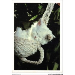 AHWP1-0075 - CHAT - sleeping - photo pet portraits