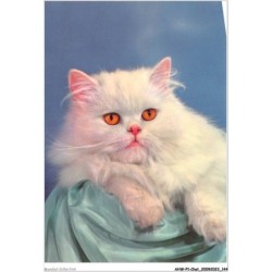 AHWP1-0073 - CHAT - chaton blanc