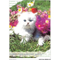 AHWP1-0118 - CHAT - une petite pensée