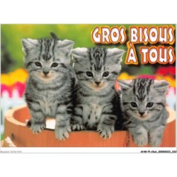 AHWP1-0112 - CHAT - gros bisous à tous - photo sunset
