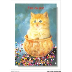AHWP1-0115 - CHAT - t'as du pot - voici des nouvelles - photo willy's unlimited
