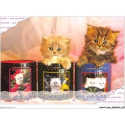 AHWP1-0117 - CHAT - une petite pensée