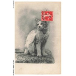 AVWP13-0778-ANIMAUX - Chat