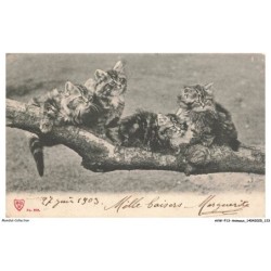 AVWP13-0776-ANIMAUX - Chats - 27 juin 1903 - Milles baisers