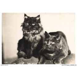 AVWP14-0851-ANIMAUX - Chats