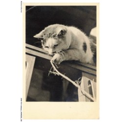AVWP14-0850-ANIMAUX - Chat