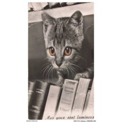 AVWP14-0827-ANIMAUX - Chats - Systeme - Mes yeux sont lumineux