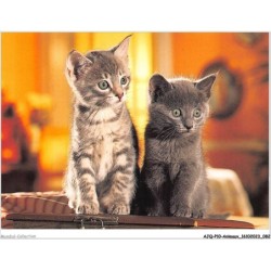 AJQP10-0975 - ANIMAUX - CHATS