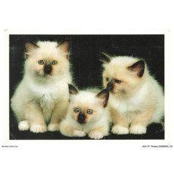 AOAP7-0556-ANIMAUX - trois chats