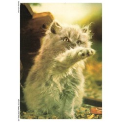 APKP10-0735-ANIMAUX - CHAT