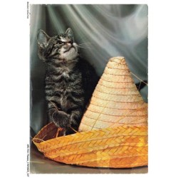 APKP10-0737-ANIMAUX - CHATS - chat et chapeau en paille