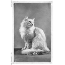 AOAP7-0561-ANIMAUX - chats