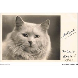 AKYP7-0631-CHAT - CHAT BLANC
