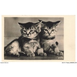 AOAP1-0036-ANIMAUX - deux chats