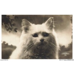 AOAP1-0027-ANIMAUX - portrait d'un chat