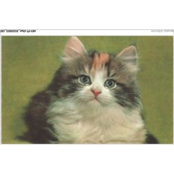 AKYP7-0674-CHAT - UN CHAT