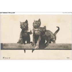 AKYP7-0680-CHAT - TROIS CHATS