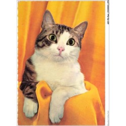 AKYP8-0738-CHAT - CHATON