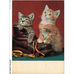 AKYP8-0721-CHAT - DEUX CHATONS