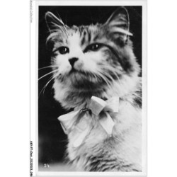 AKYP7-0632-CHAT - CHAT AVEC UN NOEUD