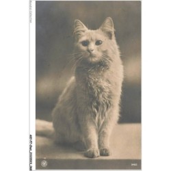 AKYP7-0643-CHAT - PORTRAIT D UN BEAU CHAT BLANC