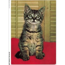 AKYP8-0727-CHAT - CHATON