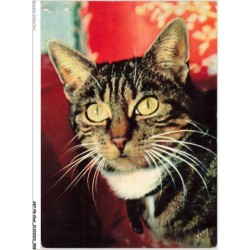 AKYP8-0729-CHAT - CHIENS ET CHATS - NOS AMIS