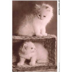 AKYP7-0656-CHAT - DEUX CHAT