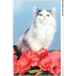AKYP7-0653-CHAT - CHAT ET FLEURS