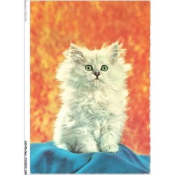 AKYP8-0717-CHAT - CHAT BLANC