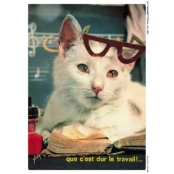 AQYP12-0761-ANIMAUX - Chat - Que c'est dur le travail